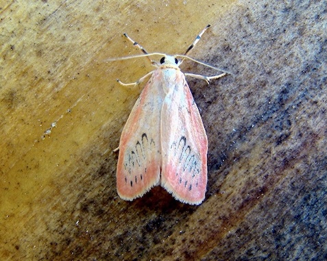 rosy footman